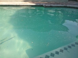 Pool with whitefly honeydew