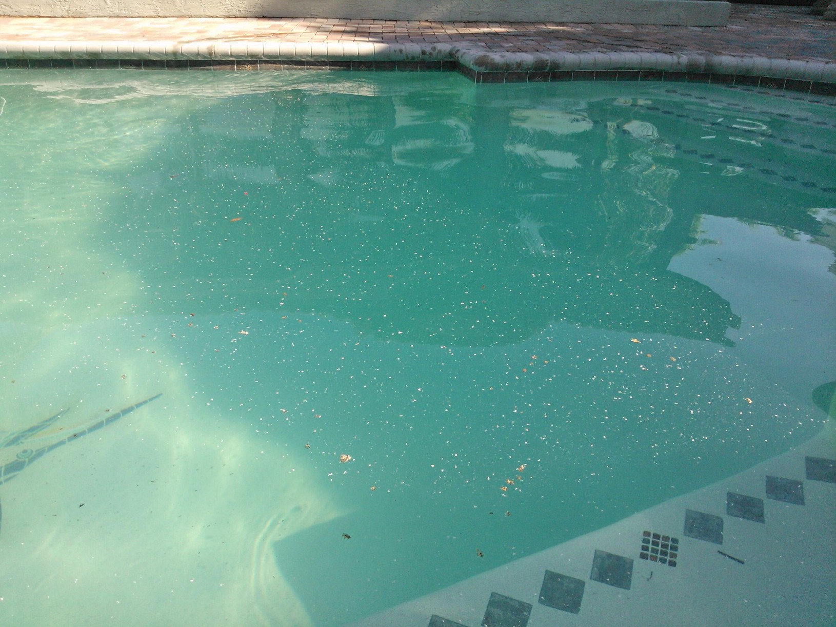 Whiteflies and your swimming Pool - Fort Lauderdale - Fort ...