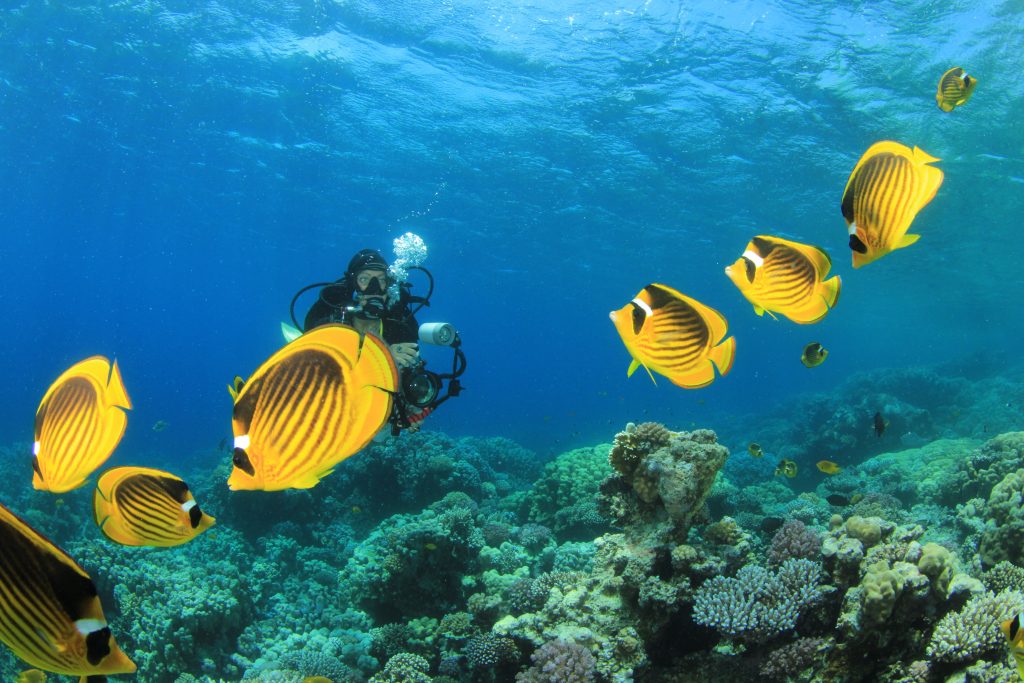 Female Scuba Divers swim through tropical fish on ocean reef